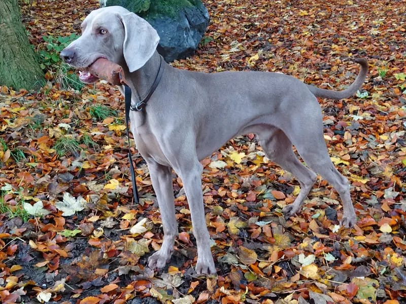Kornelius "Cooper" vom Pfauenhof – Weimaraner – Zdjęcie 2