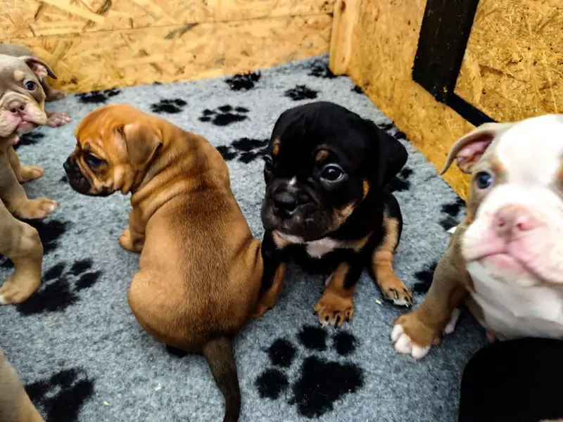 Donna – Cucciolo di Old English Bulldog – Foto 3