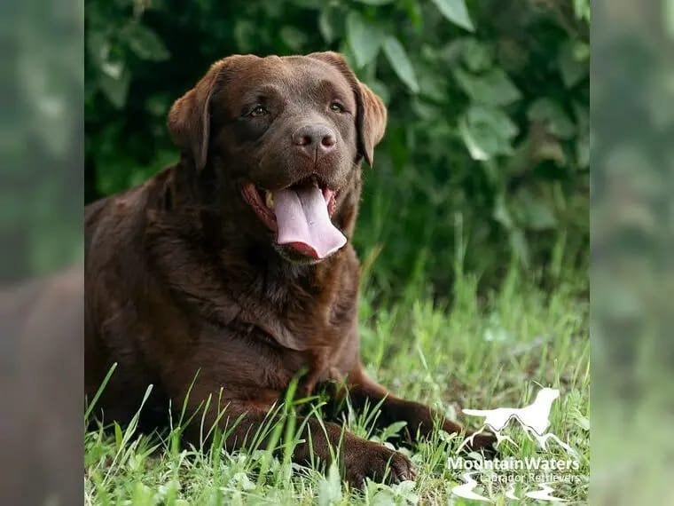 4-jähriger schokobrauner Labrador-Rüde sucht Patenfamilie gallery image 3