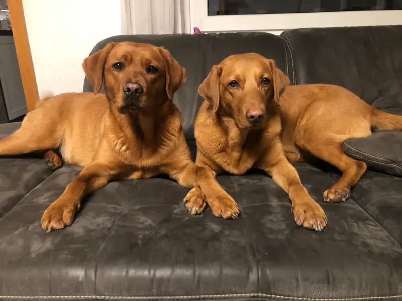Foxred Labradore gallery image 2
