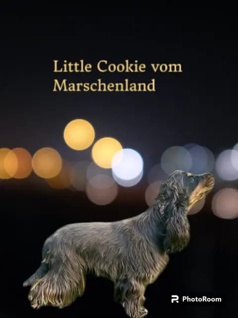 Little Cookie vom Marschenland gallery image 3