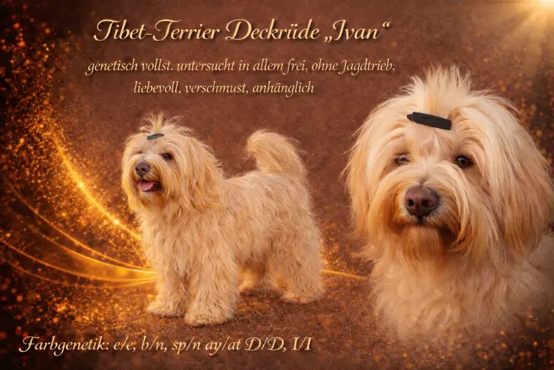 Deckrüde – Tibet Terrier – Foto 2