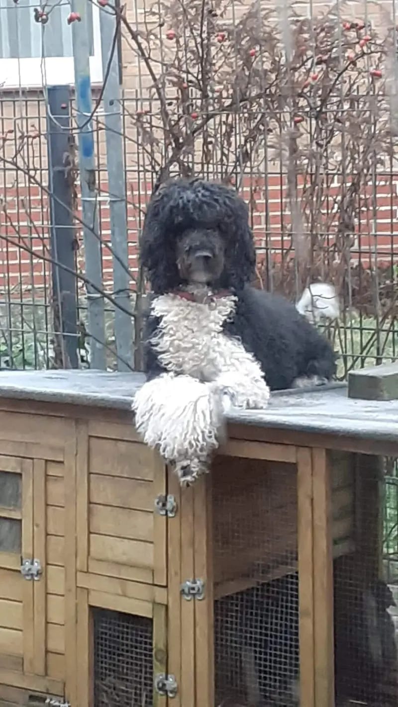 Khaleesi vom goldenen Steinchen gallery image 2