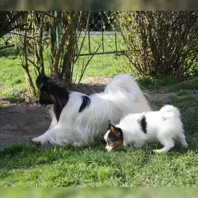 von der Seseke cover