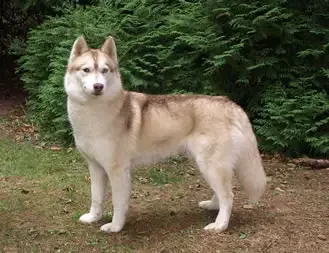 Of-white-Eternity Huskys cover