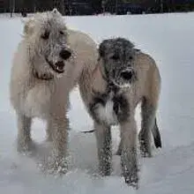 vom Quarmbach cover