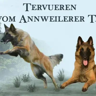 vom Annweilerer Tal cover