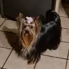vom Woogthal cover