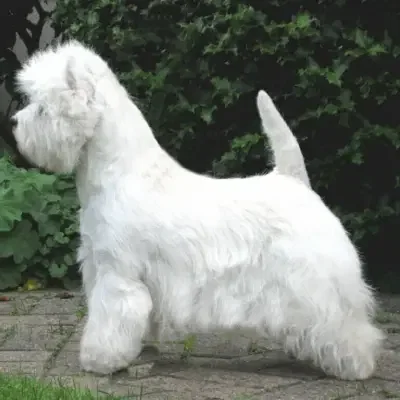 Vom Deipen Brook cover