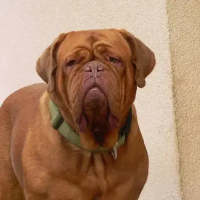 du petit éclat de Lolo cover