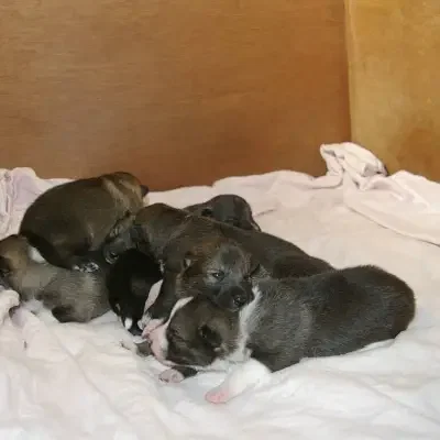 vom Rothsteiner Felsen cover