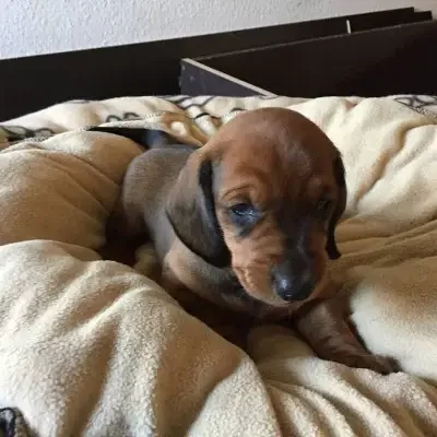 vom Lehrbacher Wald cover