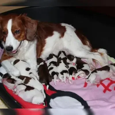 von der Auenwolke cover