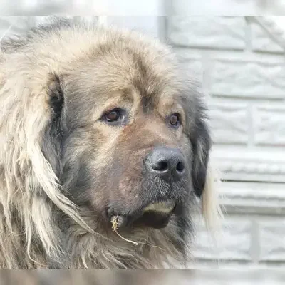 von Telligmann’s Hof cover