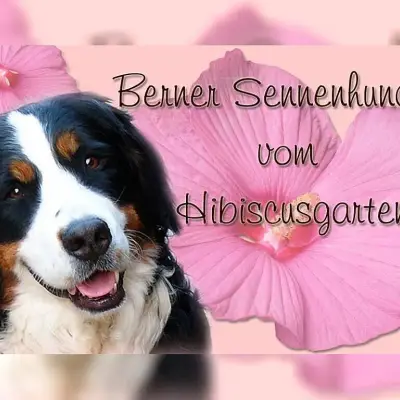 vom Hibiscusgarten cover