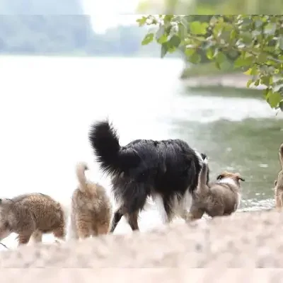 von der Salierburg cover