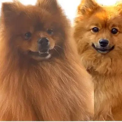 von Wathlingen cover