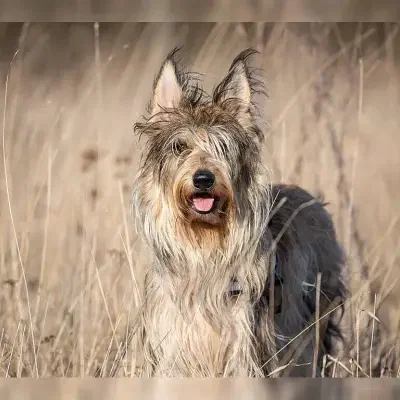 von der Holunderhofbande cover