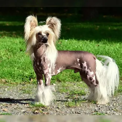 Be My Dog’s cover