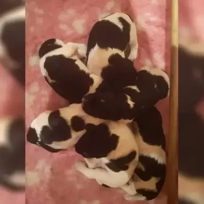 von Schleißbach cover