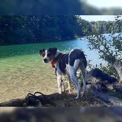 vom Wundergarten cover