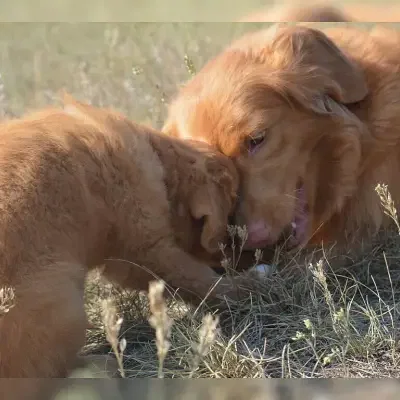 Red Hamingja’s cover