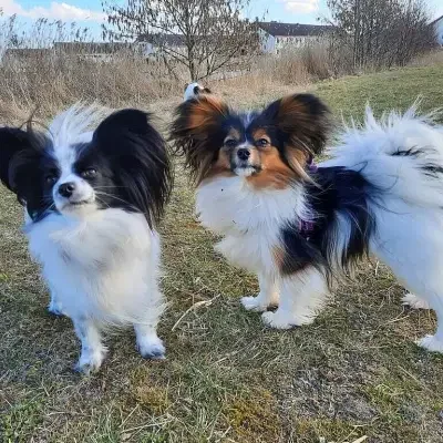 Flying Fortress’ cover