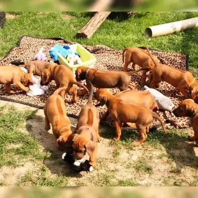 Panda-ma-Tenga cover