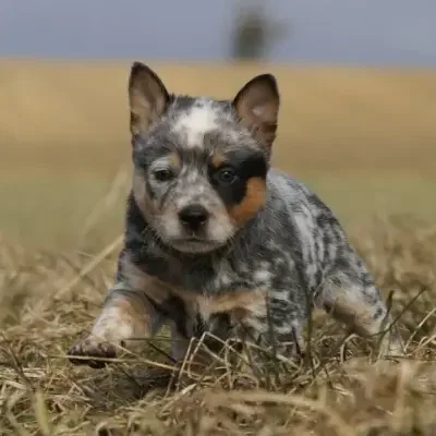 Wild desert Dingo’s cover