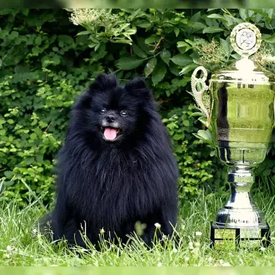 Loving Wildhearts cover