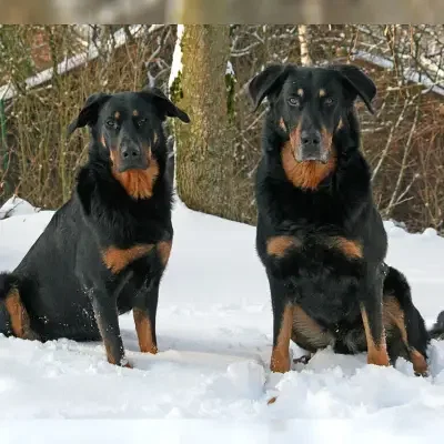 de l’Embouchure de la Sarre cover