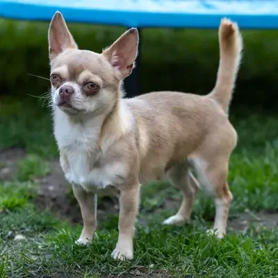 Chihuahua vom Chiemgau  cover