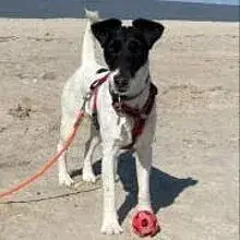 zum Steiniger Turm cover