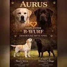 Aurus cover