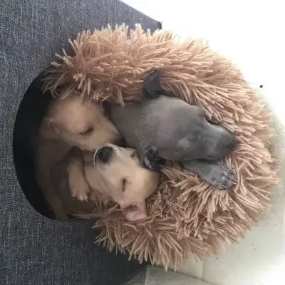 von den Heideperlen cover