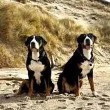 aus dem Räuberwalde cover