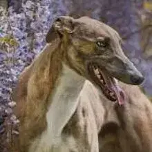 Jumanah‘s Greyhounds cover