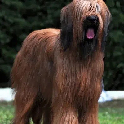 la Case de l’oncle Tom cover