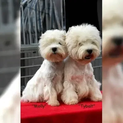 of Great Windstars cover