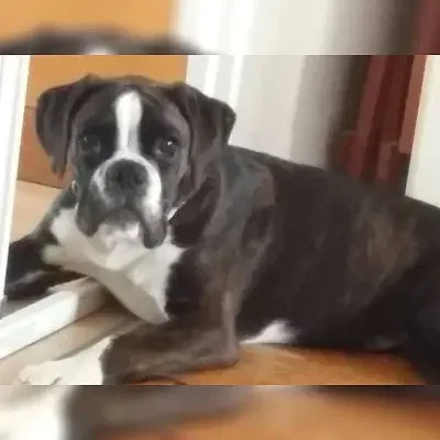 of Champions Choice cover