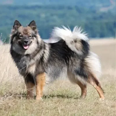 von der Roßsteige cover