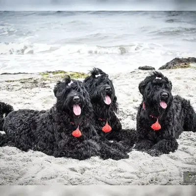 vom Brunsrader Moor cover