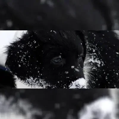 Fan Dútser Lânsdouwe cover