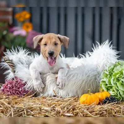 vom Vehnemoor Land cover