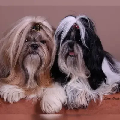 of Mount Chingan cover