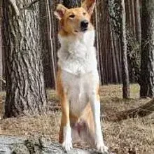 vom Palais Brinn cover