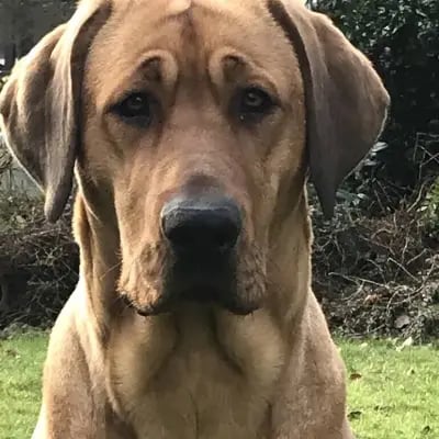 Viking Soul cover