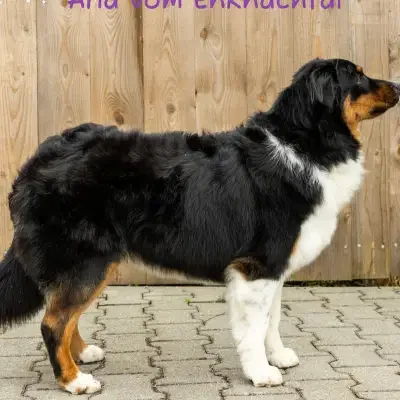 Aussis vom Enknachtal  cover