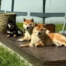 Miyamoto Musashi cover