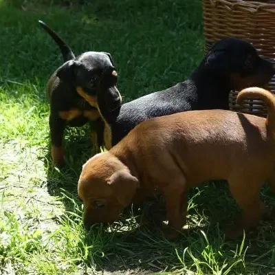 vom Alten Kramerhof cover